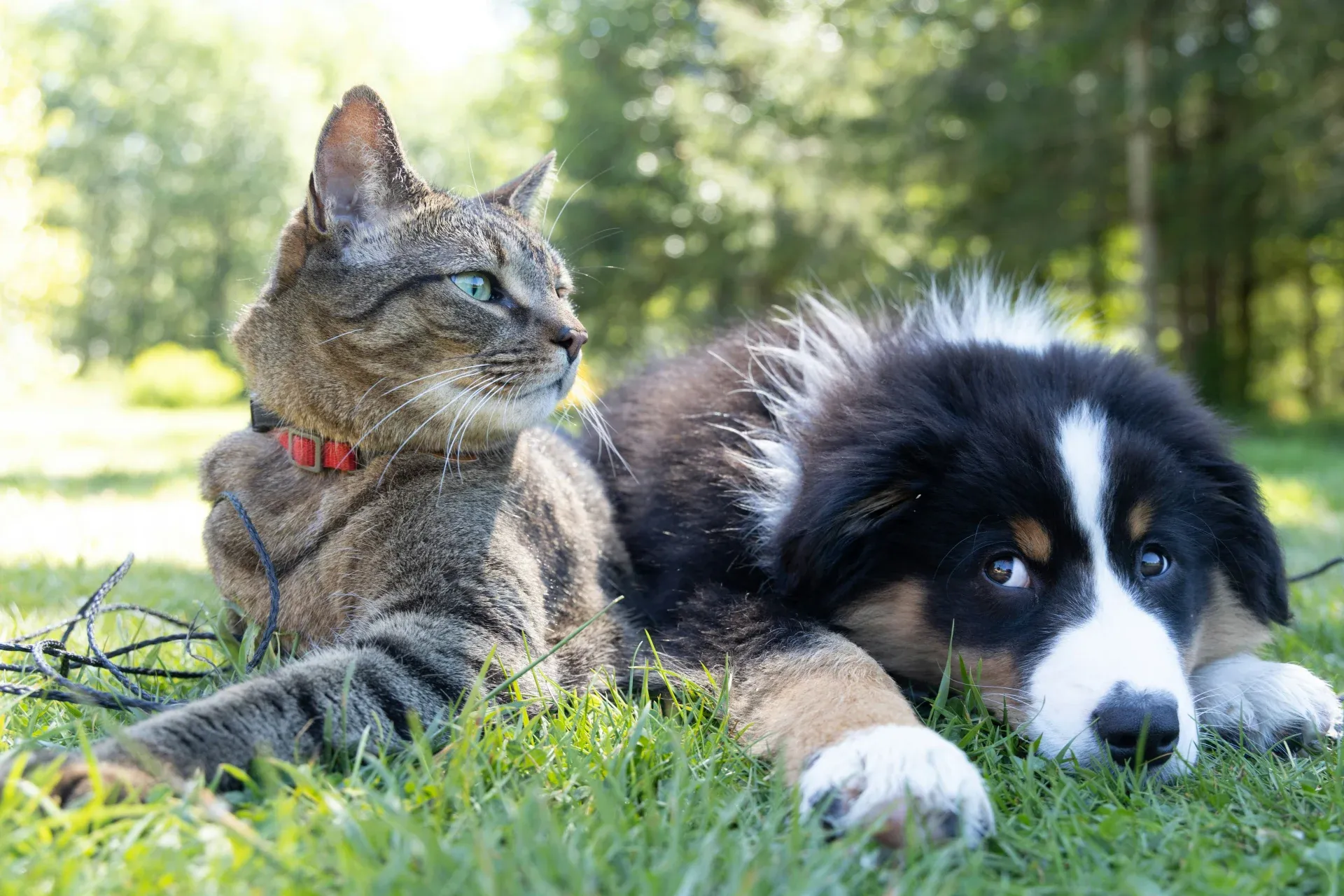 Hundefutter Beratung