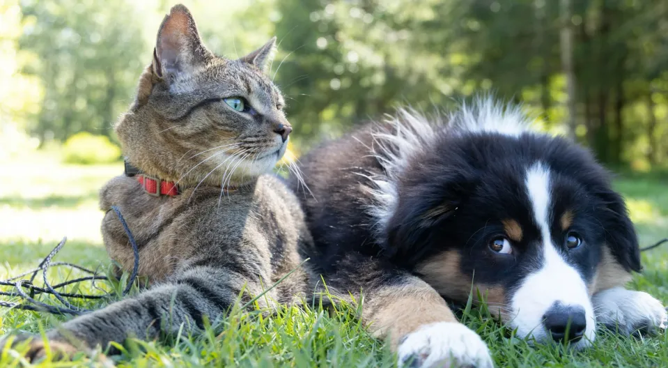 Aras Hunde- & Katzenfutter