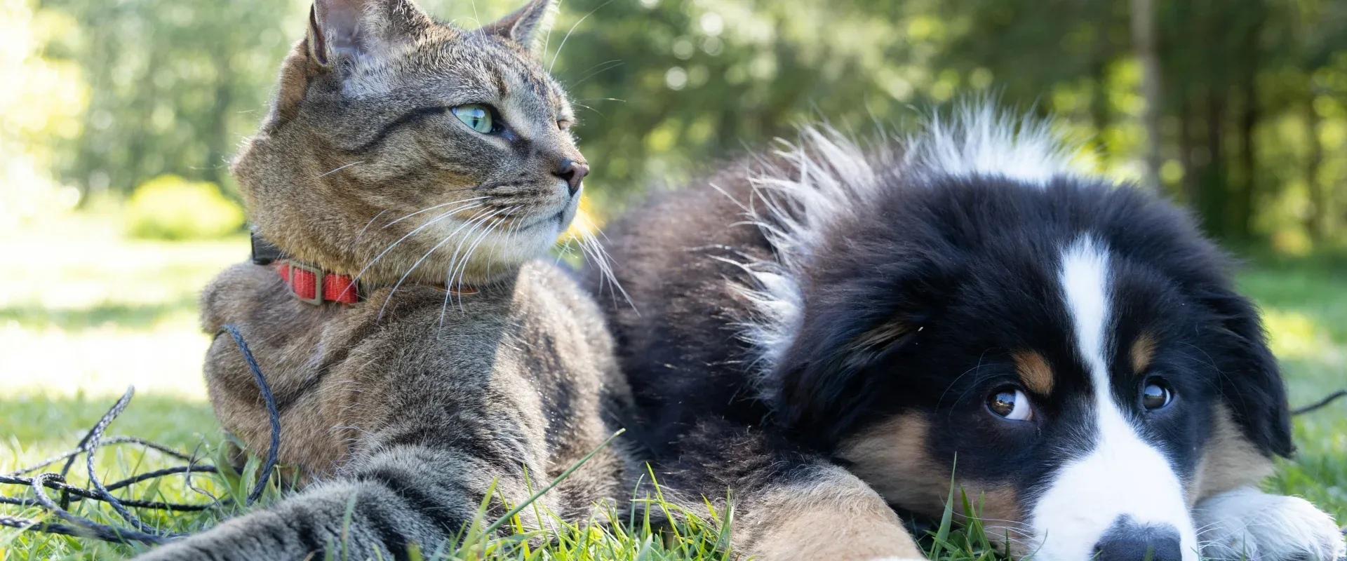 ARAS Hund Katze Slider