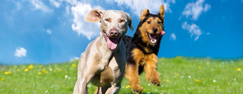 Hundefutter online kaufen & bestellen | Premium von ARAS